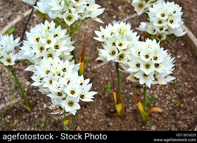 Chincherinchee or star of Bethlehem (Ornithogalum thyrsoides) is a perennial herb endemic to Cape Region, South Africa