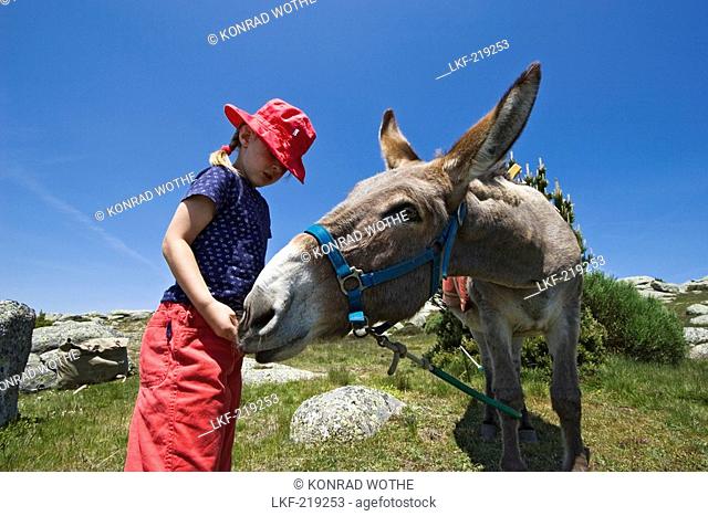 Girl feeds a donkey, family-hiking with a donkey in the Cevennes mountains, France