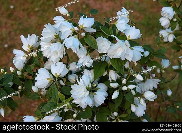 Blooming white flowers of the jasmine bush