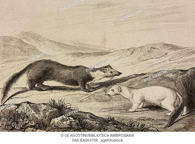Sable (Martes zibellina) and Stoat (Mustela erminea), Russia, engraving by Lemaitre and Chaillot from Russie by Jean Marie Chopin (1796-1870)