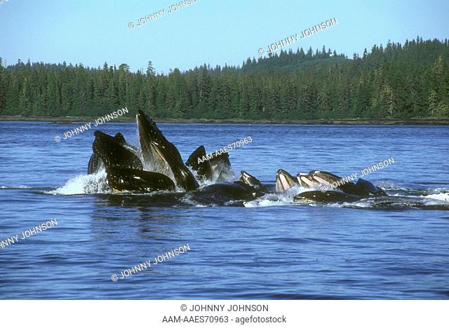 Humpback Whales bubble-net feeding, Frederick Sound, SE AK (Megaptera novaeangliae)