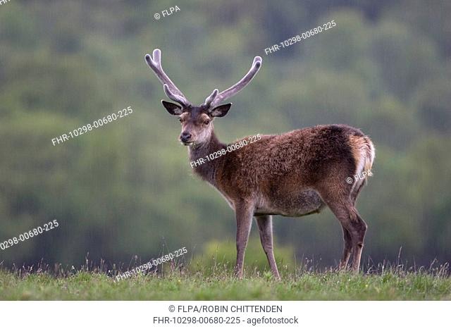 Red Deer Cervus elaphus stag, in velvet, standing in rainfall, Isle of Mull, Inner Hebrides, Scotland, june