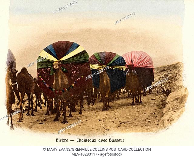 Front view of a number of camel palanquins (covered litters), used to transport wives and children across the arid desert of southern Algeria
