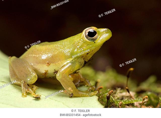 African Sedge Frog (Hyperolius puncticulatus), sitting on a leaf