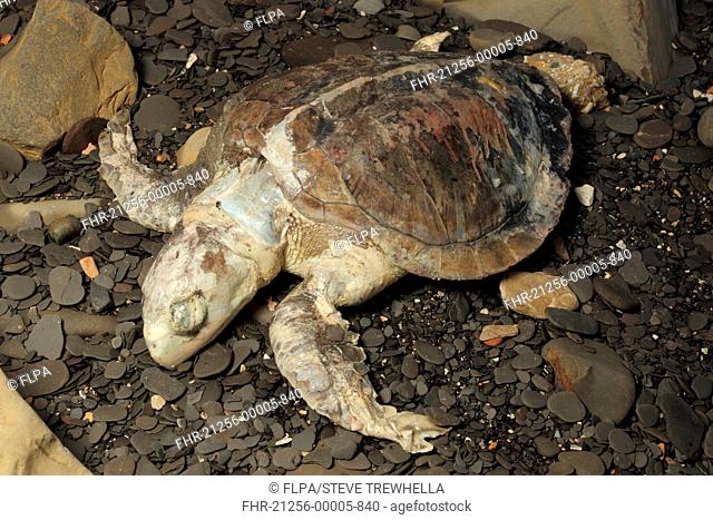 Kemp's Ridley Sea Turtle (Lepidochelys kempii) dead adult, washed up on beach strandline, Worbarrow Bay, Dorset, England, January
