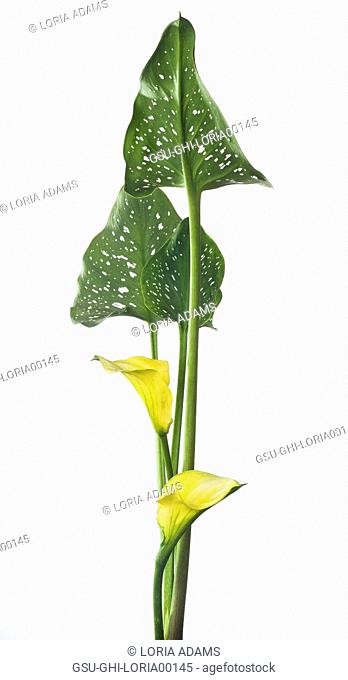 Yellow Calla Lily with Speckled Leaves against White Background