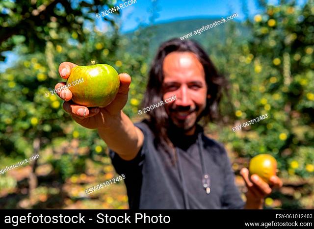 selective focus on ripe and fresh green apple fruit held by a happy caucasian man standing between orchard trees in the background, in You pick farm
