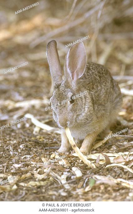 Desert Cottontail Rabbit chewing on Mesquite Bean (Sylvilagus audubonii), AZ, Arizona