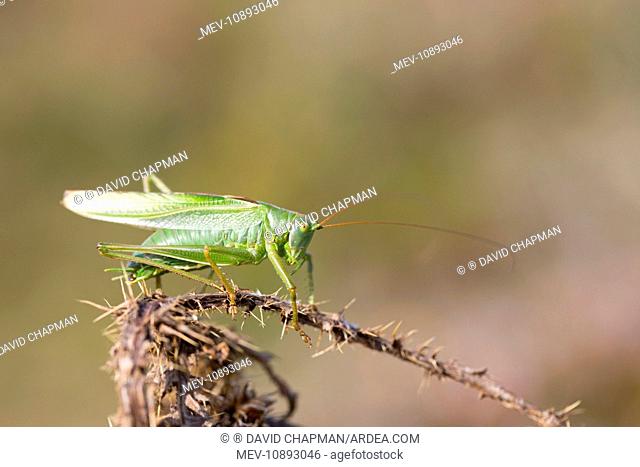 Great Green Bush Cricket - Male (Tettigonia viridissima)