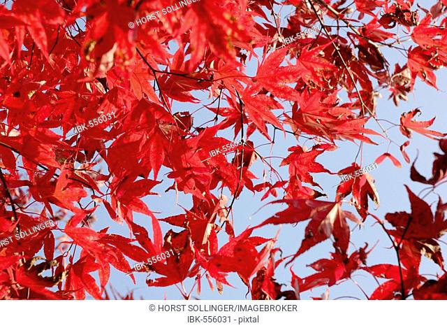 Gorgeous red autumnal leaves of japanese maple, acer palmatum atropurpureum aceraceae