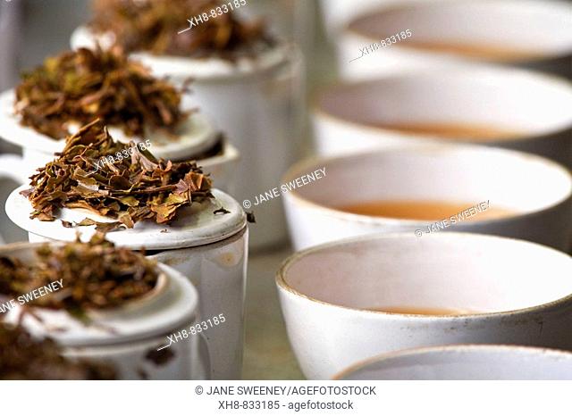 India, West Bengal, Kurseong, Goomtee Tea Estate, Factory, Tea tasting