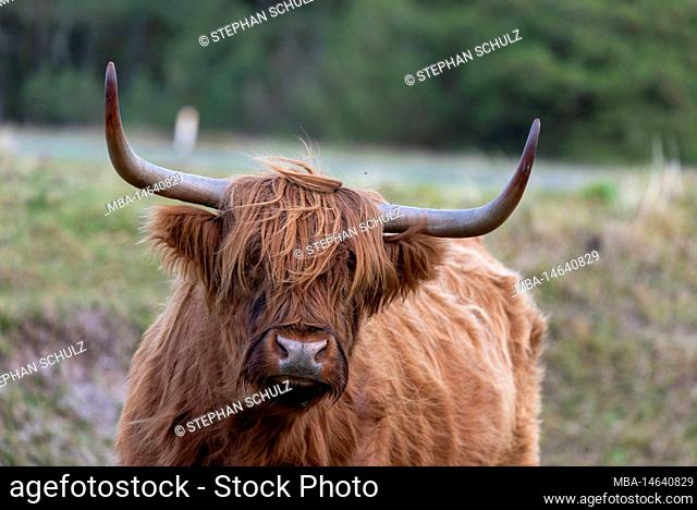 Galloway cattle, Wadden Sea National Park, Rømø Island, Syddanmark, Denmark