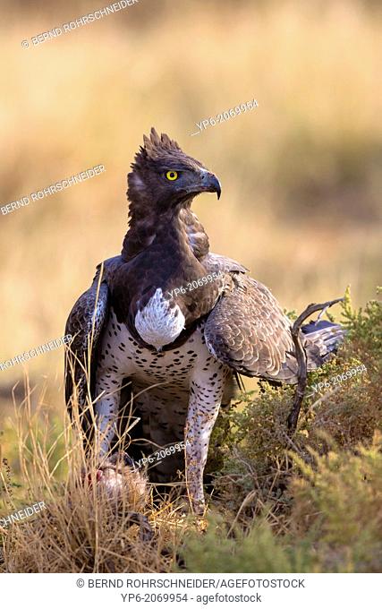 Martial Eagle (Polemaetus bellicosus) with prey, Samburu National Reserve, Kenya