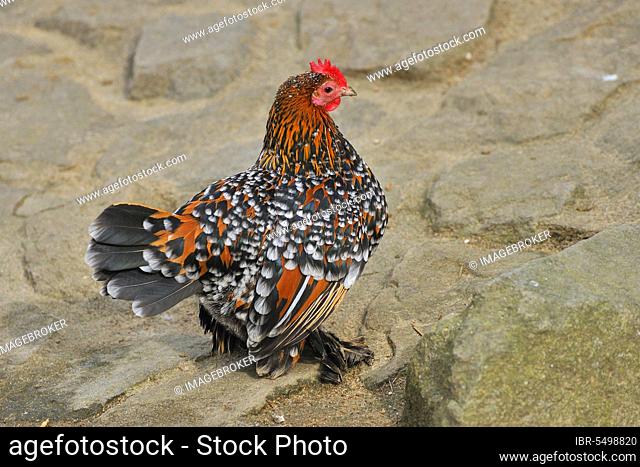 Feather-footed bantam, hen