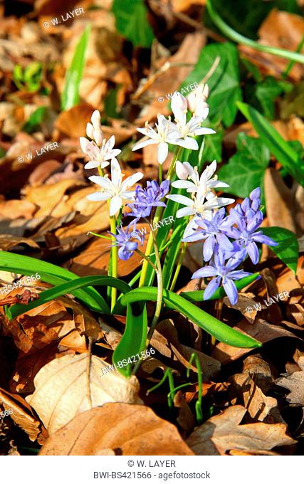 twin-leaf squill (Scilla bifolia), blooming white and blue, Germany
