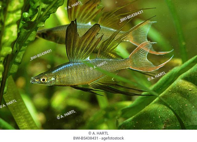 Threadfin rainbow, Threadfin rainbowfish, Threadfin, Featherfin Rainbowfish, New Guinea Rainbow (Iriatherina werneri), impressive male, side view