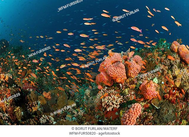 Lyretail Anthias at Coral Reef, Pseudanthias squamipinnis, Alor, Lesser Sunda Islands, Indo-Pacific, Indonesia