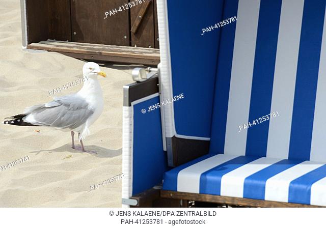 A seagull is pictured next to a beach chair on Sylt island in Westerland, Germany, 24 July 2013. Photo: JENS KALAENE | usage worldwide