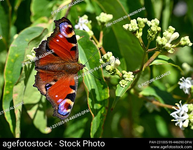 PRODUCTION - 19 September 2023, Brandenburg, Alt-Galow: A butterfly of the peacock butterfly species is seen on a plant in the nature garden of Marina Delzer