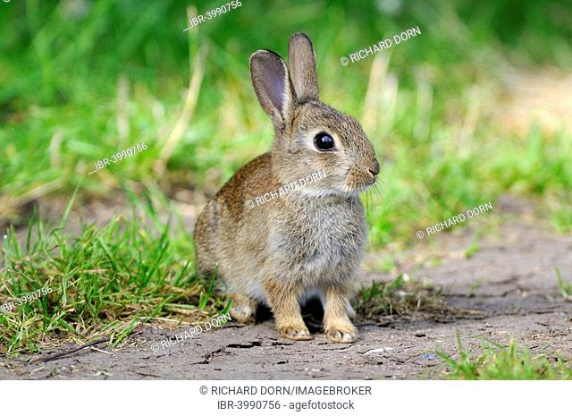 Sitting young European rabbit (Oryctolagus cuniculus), North Rhine-Westphalia, Germany