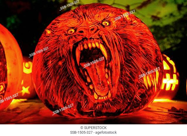 Close-up of a jack o' lantern with the face of Werewolf, Roger Williams Park Zoo, Providence, Rhode Island, USA