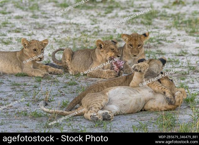 After feeding on a warthog the about 6 months old lion cubs (Panthera leo) starting to play in the Gomoti Plains area, a community run concession