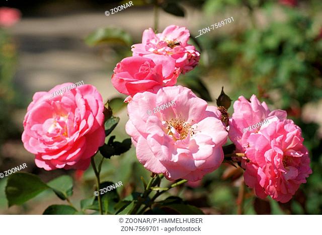 Rosa Eliza, Edelrose, Hybrid-rose