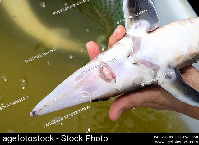 09 June 2022, Mecklenburg-Western Pomerania, Sassnitz: Sturgeons for the sturgeon stocking measures of the Institute of Fisheries of the State Research...
