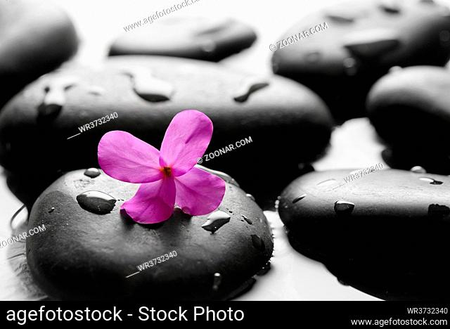 Black wet pebbles with flower background