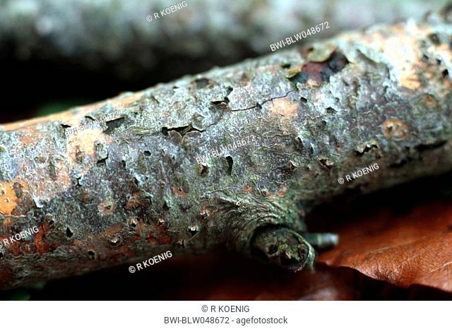 common beech Fagus sylvatica, fungi on dead wood, Germany