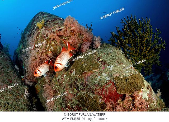 Finspot Soldierfish, Myripristis melanosticta, Richelieu Rock, Surin Islands, Thailand