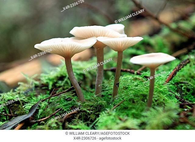Fungus, Newcastle wood, Ballymahon, County Longford, Ireland