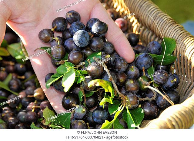 Blackthorn Prunus spinosa picked fruit in basket, Whitewell, Lancashire, England, september