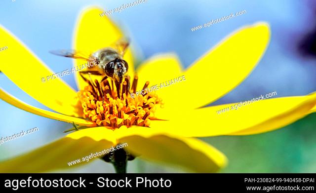 23 August 2023, Hamburg: A wild bee sits on a yellow flower. Photo: Markus Scholz/dpa. - Hamburg/Hamburg/Germany
