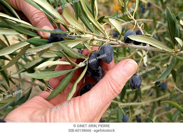 Picking black olives off the tree