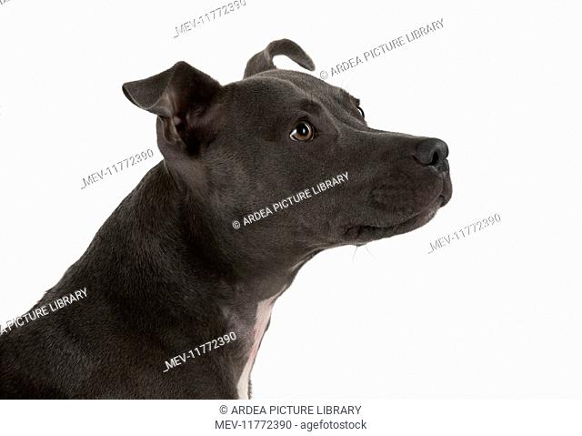 Dog Staffordshire Bull Terrier