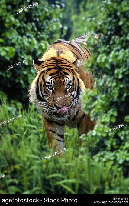 Sumatran tiger (Panthera tigris sumatrae), licking its mouth