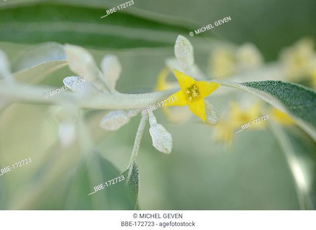 Flowering Oleaster