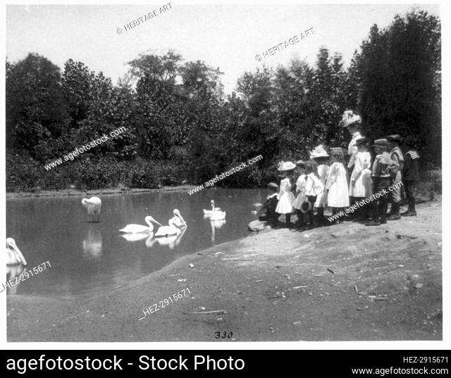 Group of public school children looking at pelicans and swan in the Nation..Washington DC, (1899?). Creator: Frances Benjamin Johnston