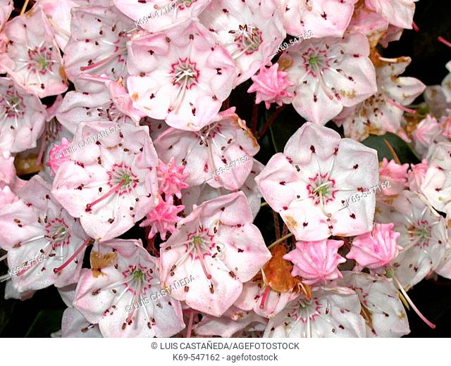 Mountain laurel flowers (Kalmia latifolia)