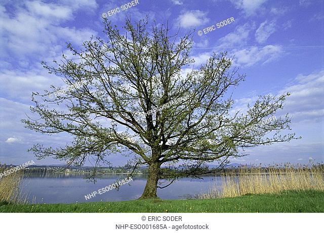 SESSILE OAK Quercus petraea Seasonal sequence: Spring Canton of Zurich, Switzerland
