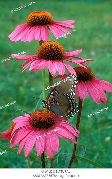 Red-spotted Purple Butterfly on Purple Coneflower (Basilarchia astyanax)