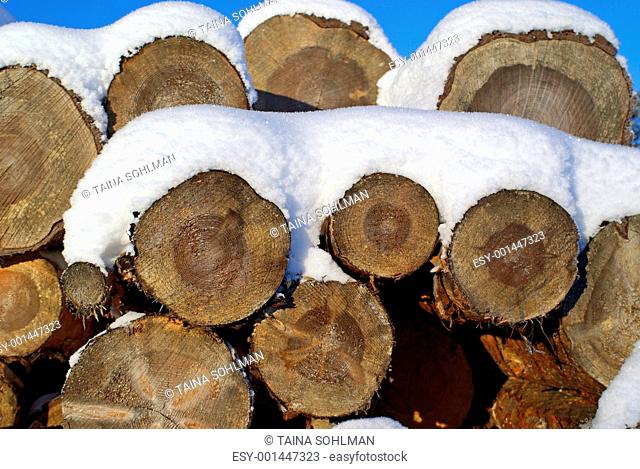 Pine Logs Under Snow