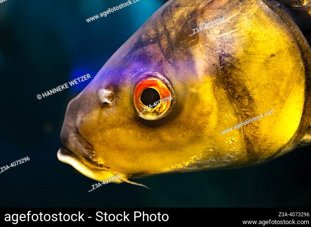 closeup of a Jullien's Golden Carp in an aquarium