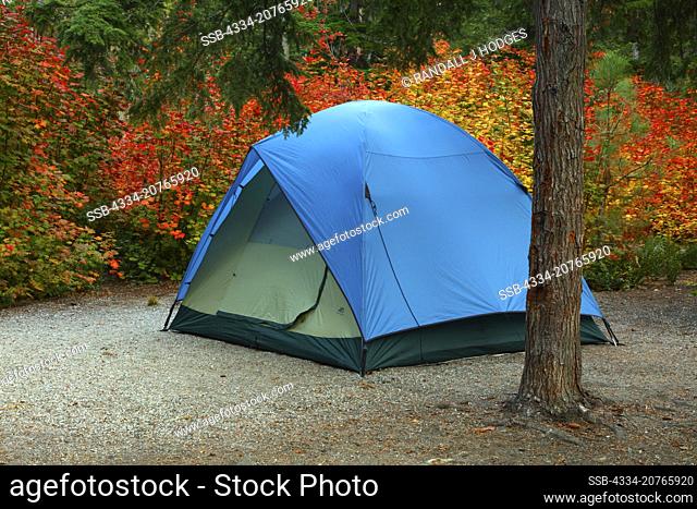Fall Color Foliage and Campsite in Lake Wenatchee State Park in Washington