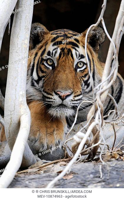 Tiger - resting amongst roots of Banyan Tree (Ficus benghalensis) (Panthera tigris). Ranthambhore National Park - Rajasthan - India