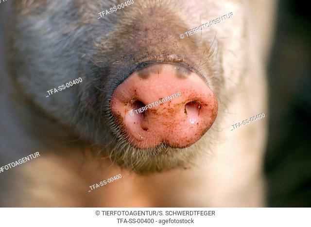 piglet nose