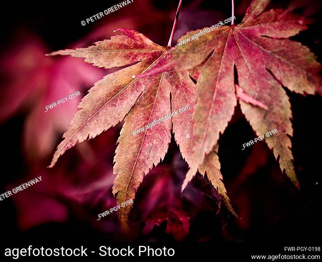 Maple Leaf / Acer--A cascade of red Maple autum leaves at Batsford Aboretum, Gloucestershire