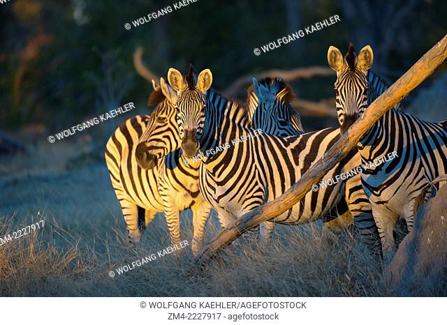 Burchell's zebras (Equus quagga) at the Linyanti Reserve near the Savuti Channel in northern part of Botswana