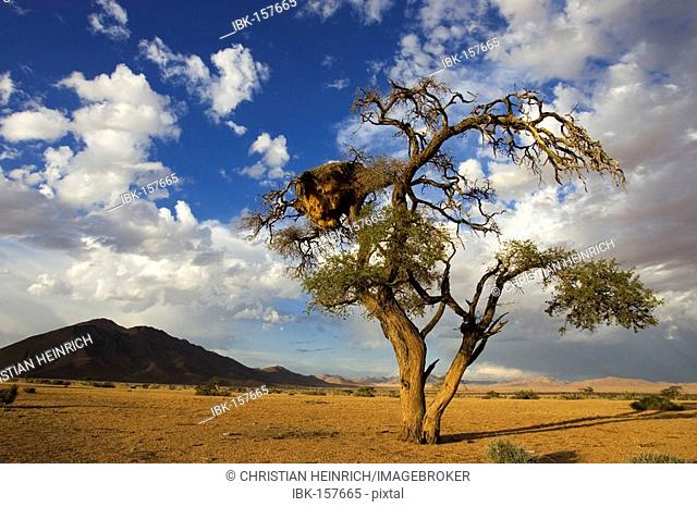 Clouds with mountain and a tree with a weaver bird nest. Tiras Mountains, Farm Koiimasis, Namibia